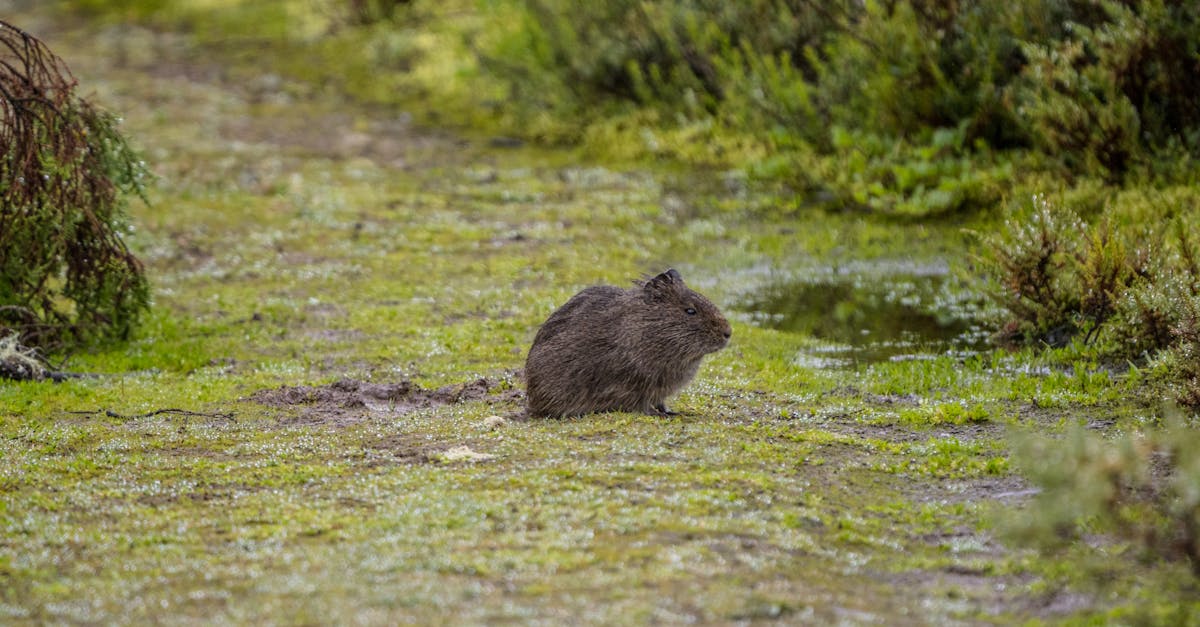 découvrez la guinée, un pays riche en culture et en paysages diversifiés. explorez ses parcs nationaux, sa biodiversité, et plongez dans l'histoire fascinante de cette nation de l'afrique de l'ouest.